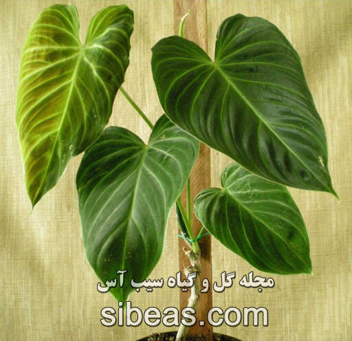گل فیلو دندرون گوش گرگی 1 فیلو دندرون گوش گرگی | گیاهی بالا رونده و مقاوم برای دکورهای مدرن | مجله سیب آس