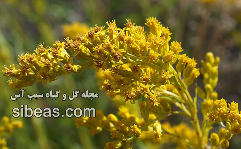 گل آبشار طلایی