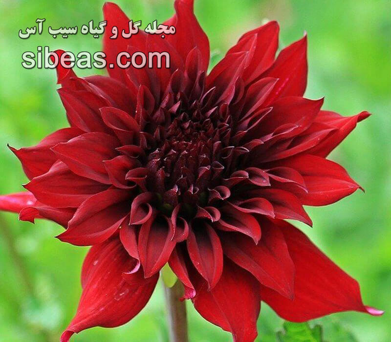 گل توسرخ آشفته 1 گل توسرخ آشفته | سیب آس