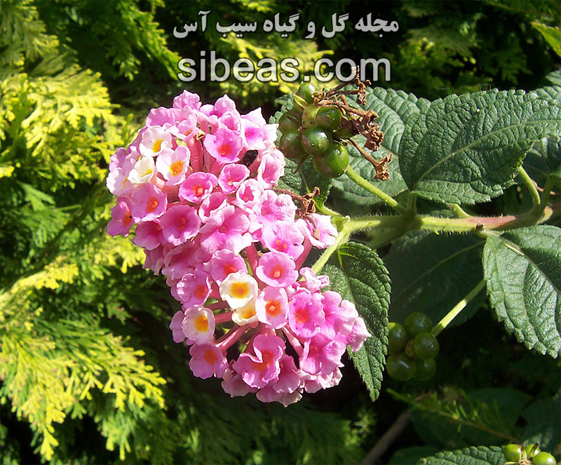 گل شاه پسند 2 گل شاه پسند | سیب آس