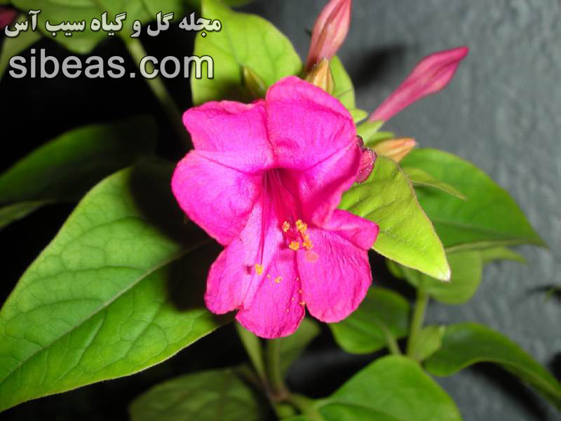 گل لاله عباسی | سیب آس