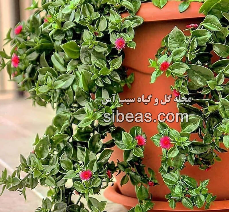 گل ناز یخی 1 آشنایی با گل ناز یخی؛ گیاهی زیبا و مقاوم برای فضاهای سبز|سیب آس