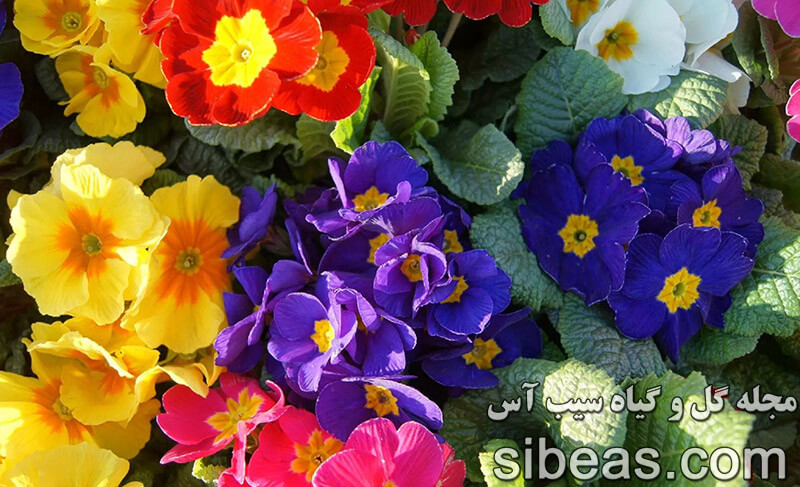 گل پامچال | سیب آس