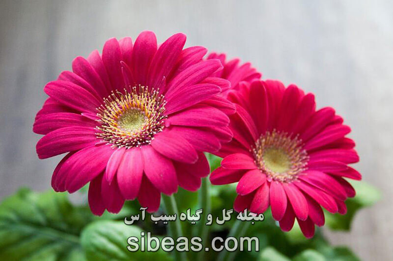 گل ژربرا جامزونی | سیب آس