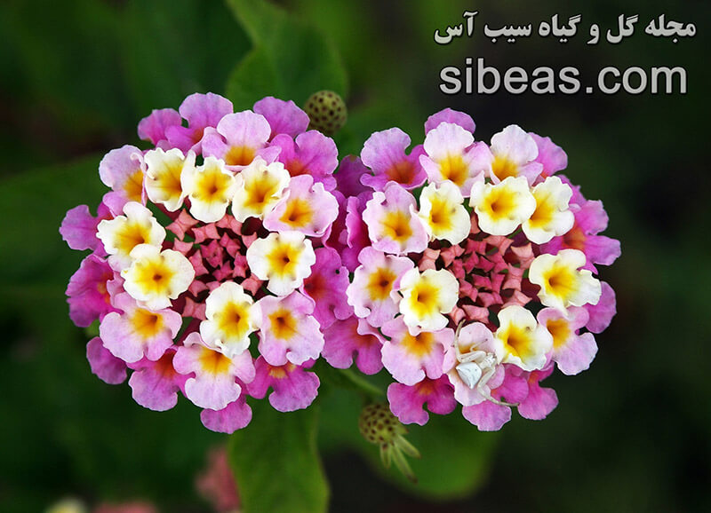 گیاه دارویی شاه پسند درختی 1 گیاه دارویی شاهپسند درختی | سیب آس