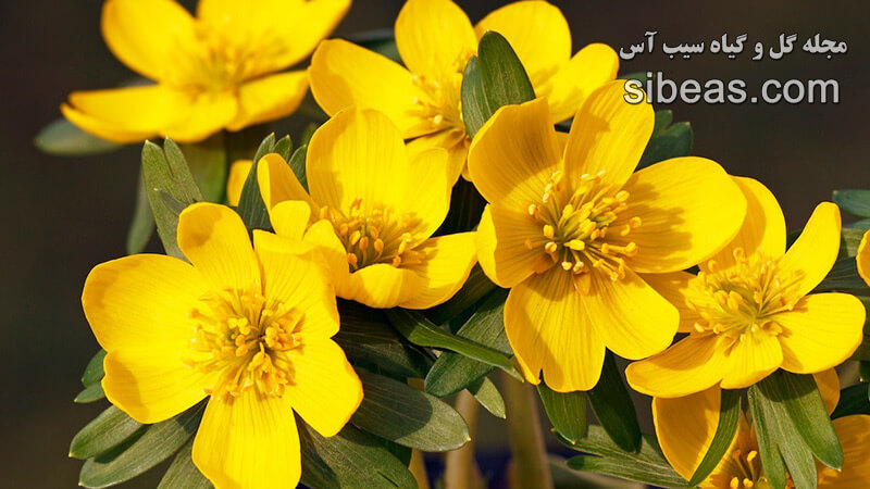 گل آرانتیس | سیب آس