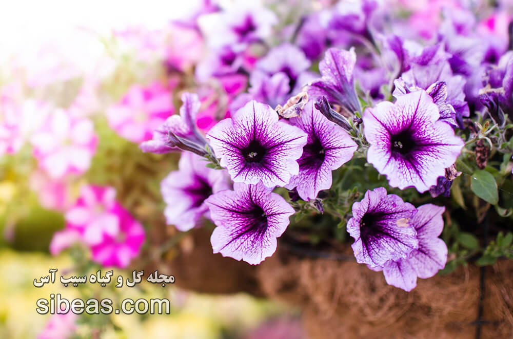 گل اطلسی(آماریلیس) 1 گل اطلسی(آماریلیس) | سیب آس