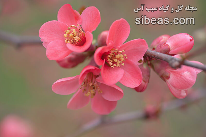 گل به ژاپنی | سیب آس
