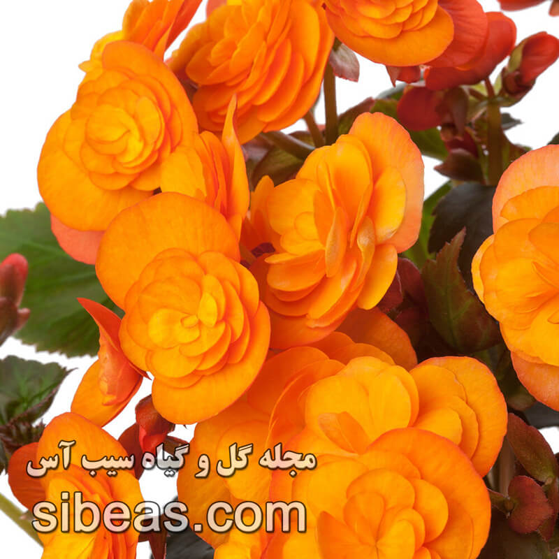 گل بگونیا هیمالیس | سیب آس