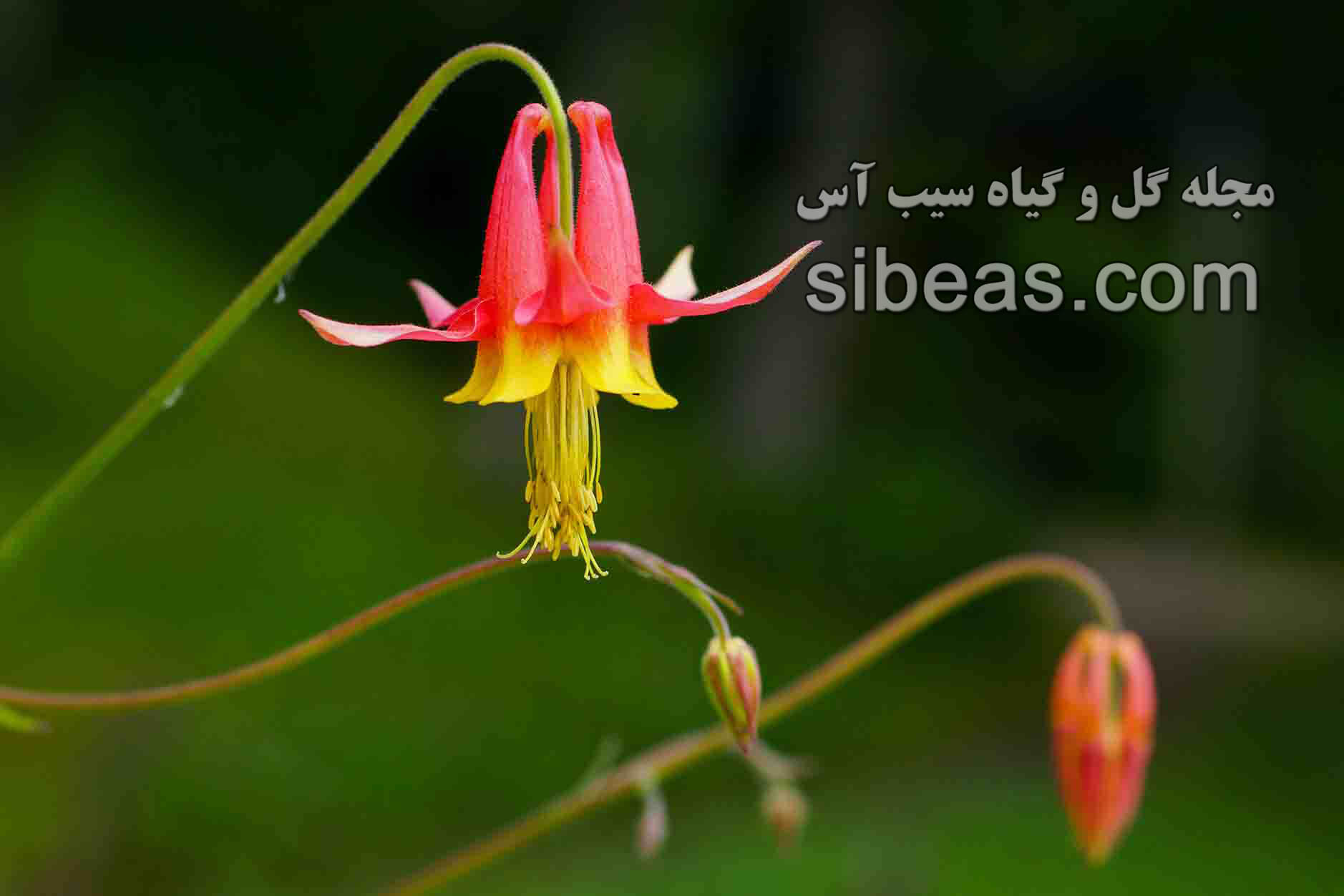 گل تاج ‌الملوک کانادایی | سیب آس