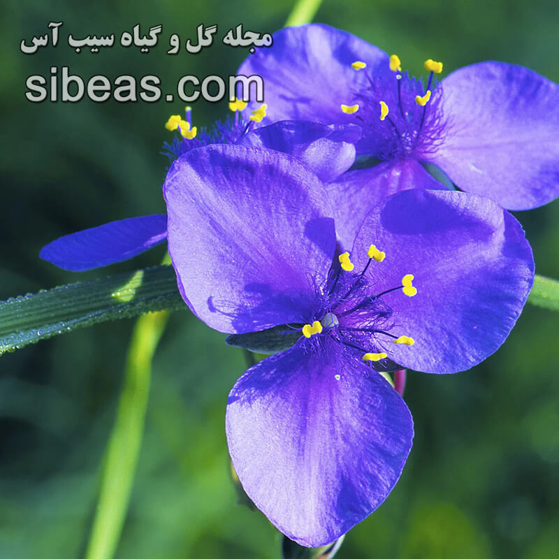 گل ترادسکانتیا ویرجینیانا 1 گل ترادسکانتیا ویرجینیانا | سیب آس