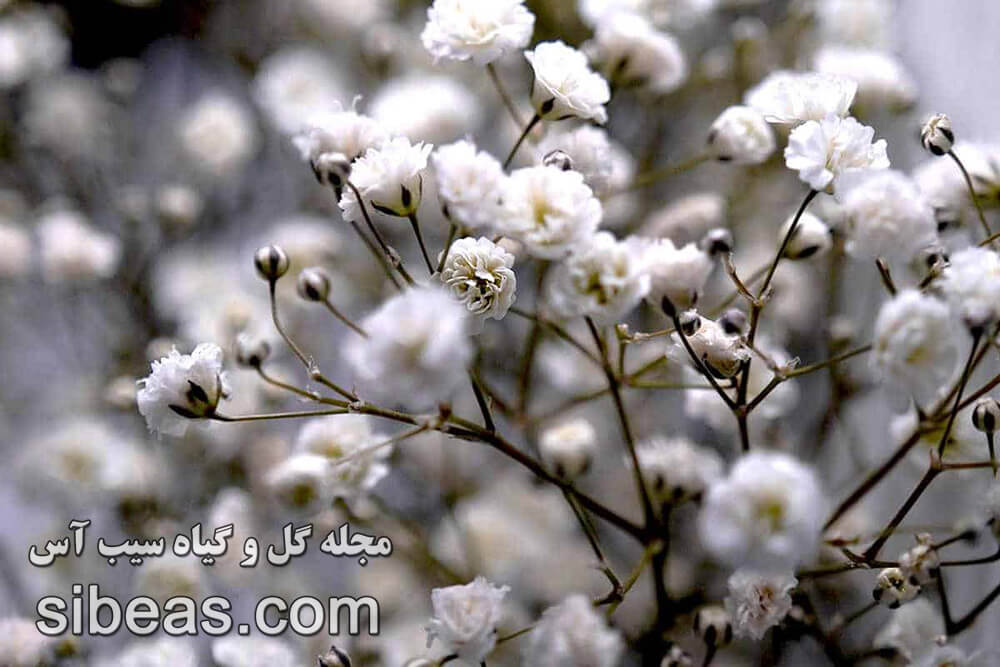 گل جیپس فلا، نفس کودک 1 گل جیپس فلا، نفس کودک | سیب آس