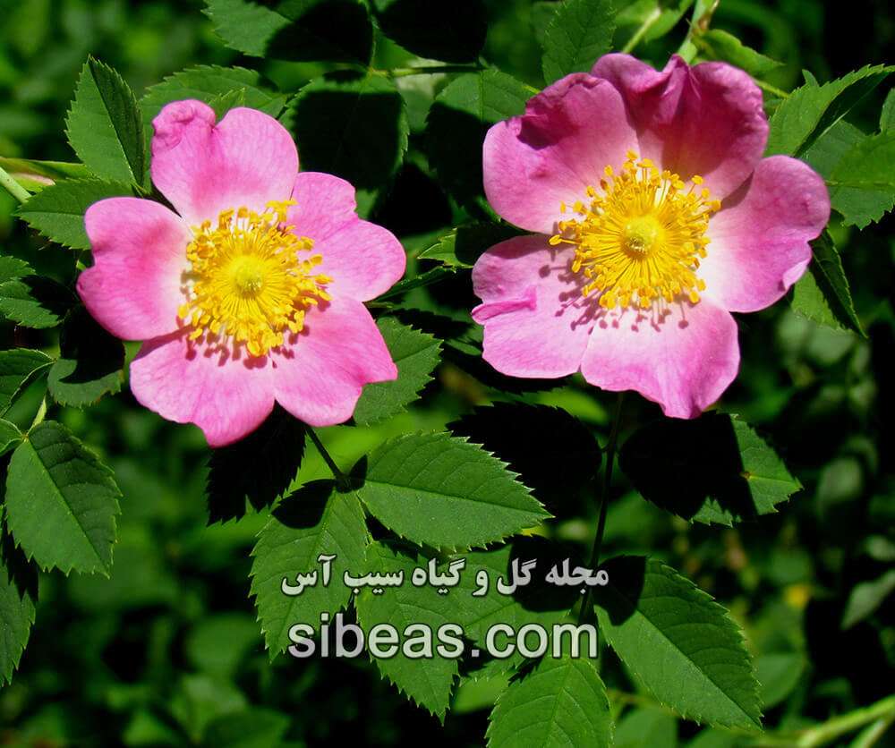 گل رز کارولینا - carolina-rose | سیب آس