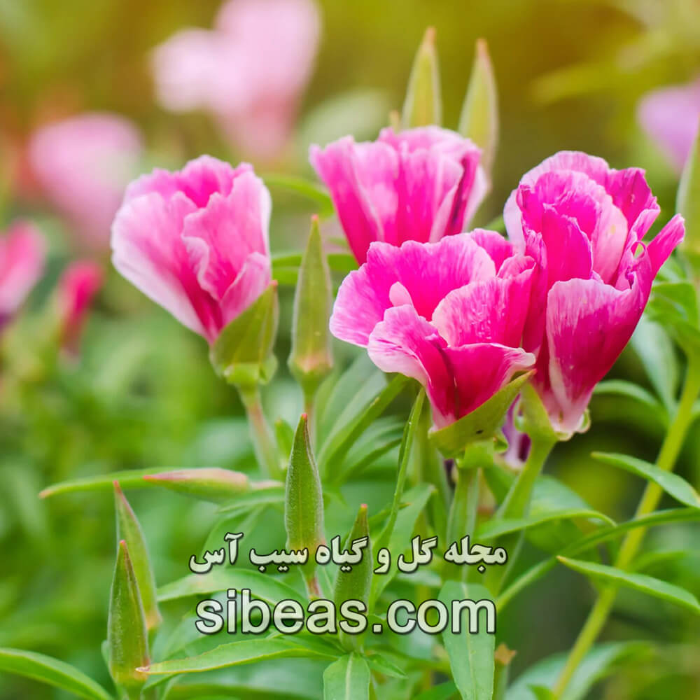 گل ریحانی 1 گل ریحانی | سیب آس