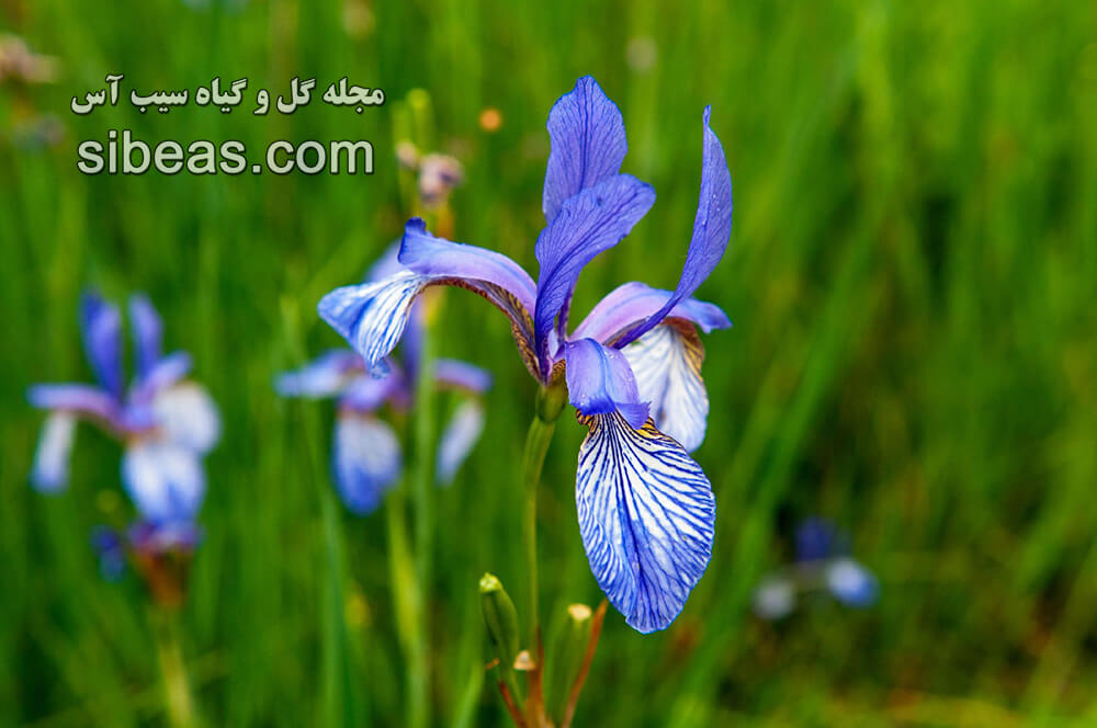 گل زنبق | سیب آس