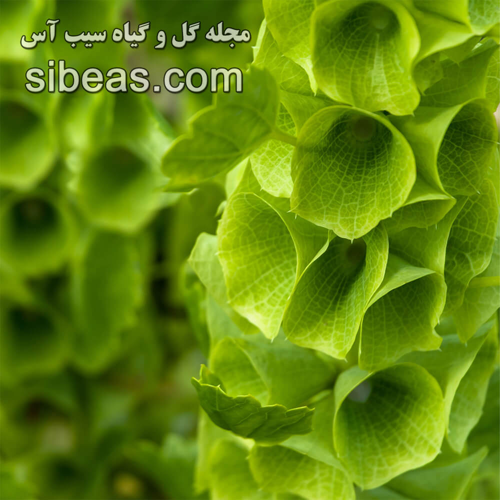 گل زنگوله ایرلندی 1 گل زنگوله ایرلندی | سیب آس