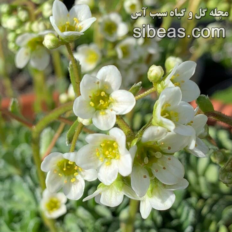 گل ساکسی فراگا کوچلئاریس | سیب آس