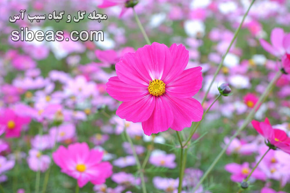 گل ستاره ای مکزیکی - شاه اشرفی مکزیکی