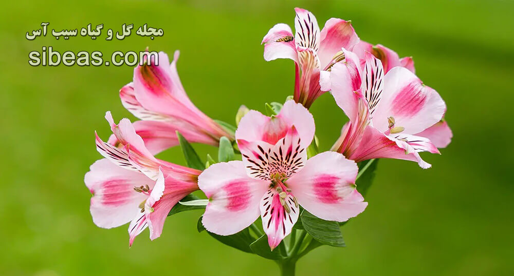 گل سوسن پرویی 1 گل سوسن پرویی | سیب آس