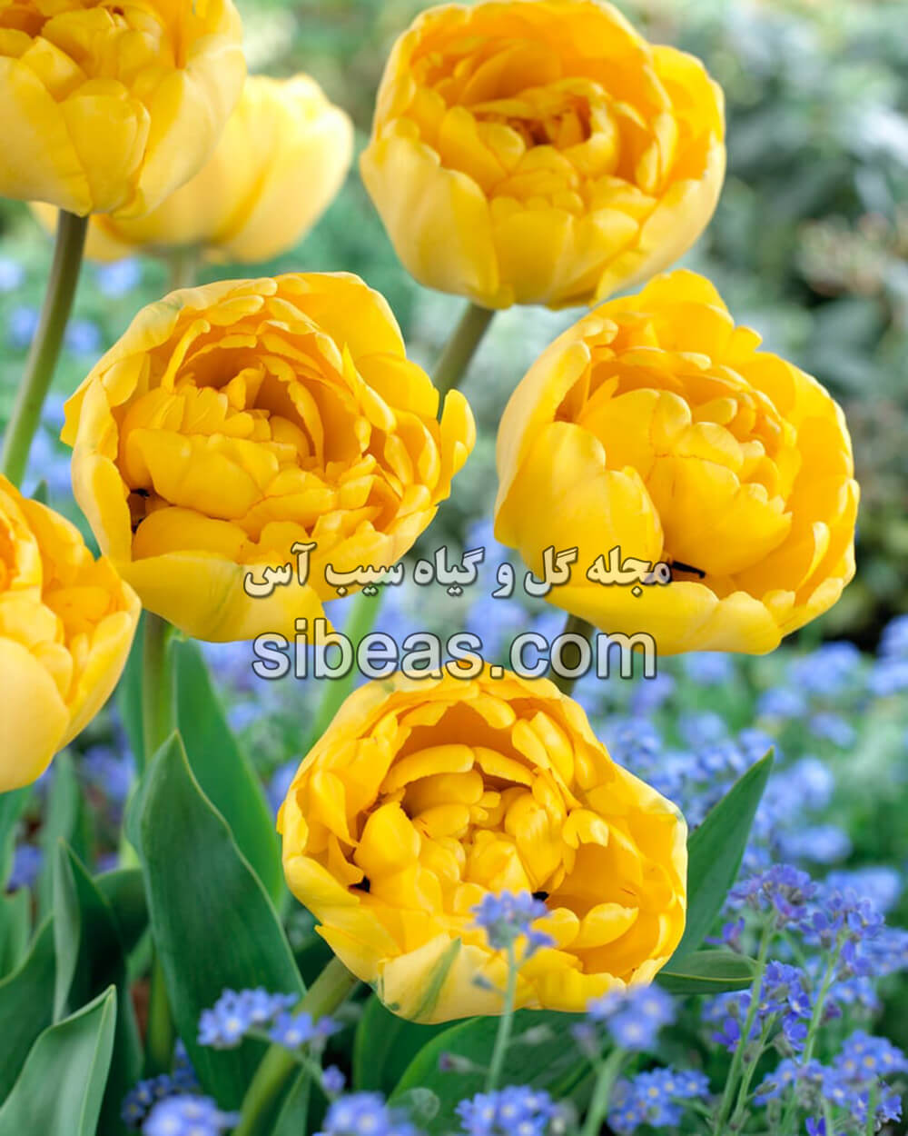 گل لاله دیدیِر یا گل لاله باغی | سیب آس