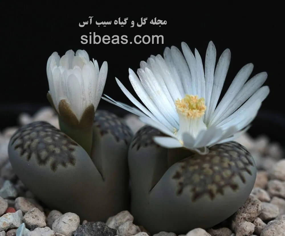 گل لیتوپس، گیاه سنگی | سیب آس