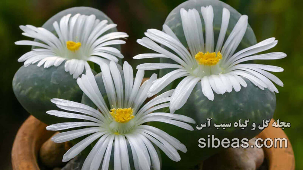 گل لیتوپس، گیاه سنگی | سیب آس
