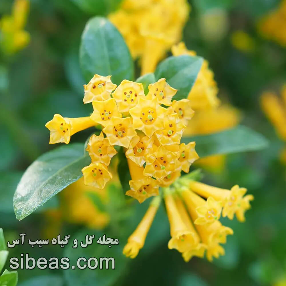 گل محبوبه شب 1 گل محبوبه شب | سیب آس