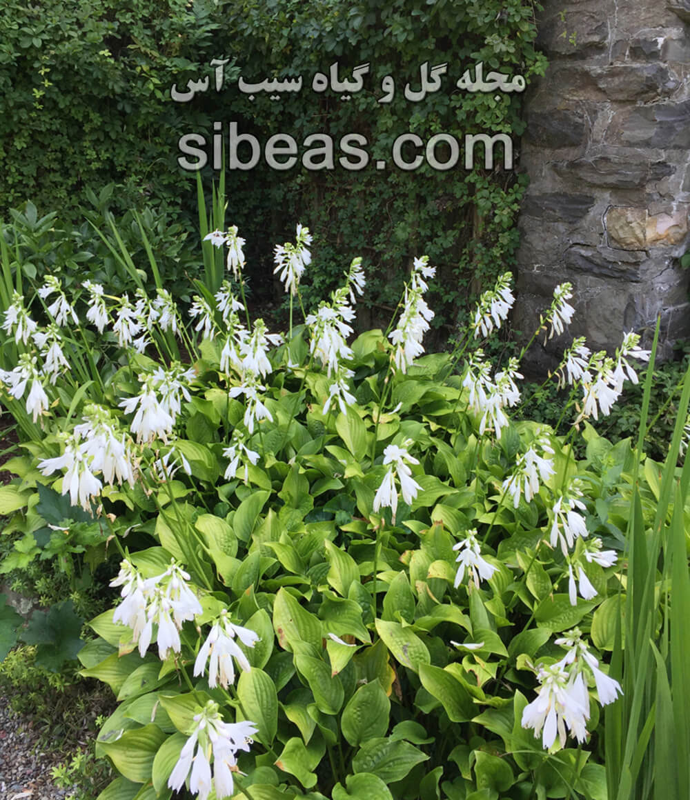 گل هوستا | سیب آس