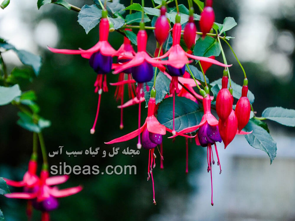 گل گوشواره 1 گل گوشواره | سیب آس