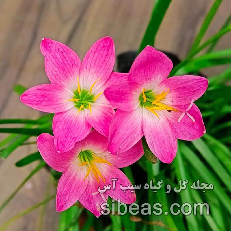 نیلوفر باران صورتی 1 نیلوفر باران صورتی | سیب آس