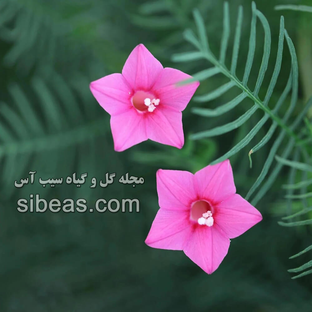 گل سرو تاک 1 گل سرو تاک | سیب آس