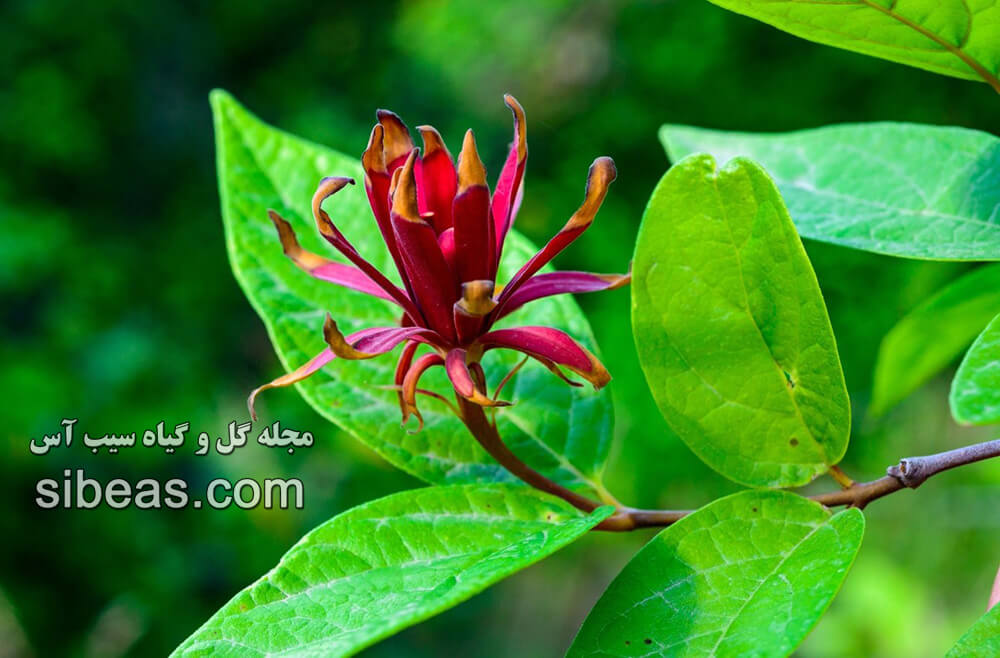 گل شرابی 1 گل شرابی | سیب آس