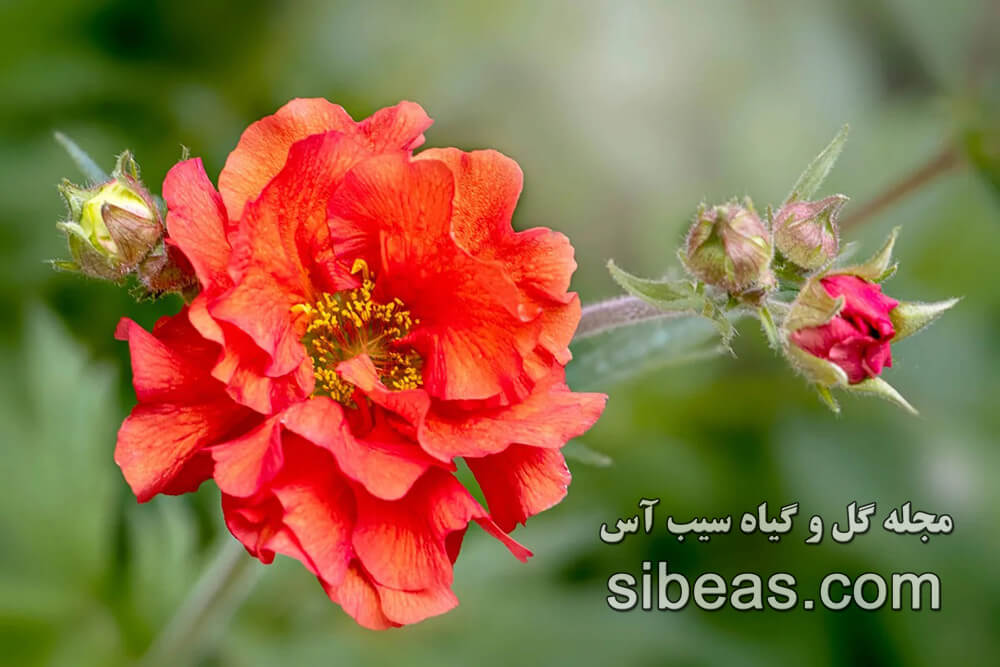 گل ژئوم 1 گل ژئوم | سیب آس