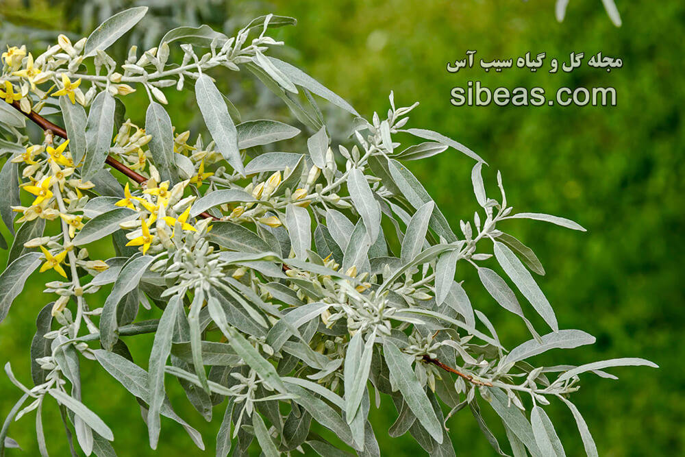 درخت بید سفید 1 درخت بید سفید | سیب آس