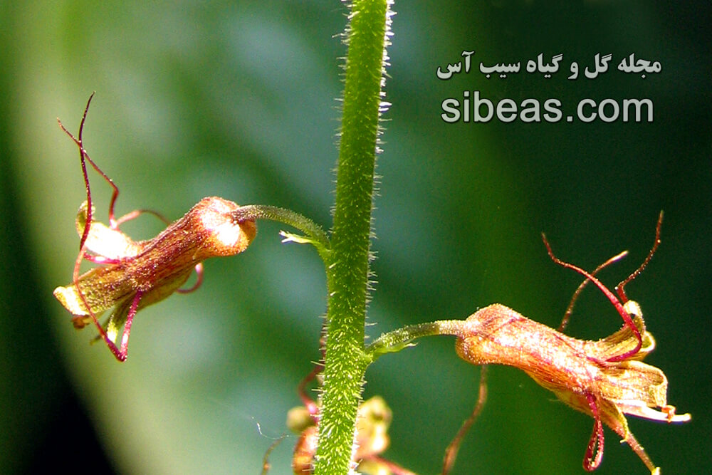 گیاه تولمیا منزیسی 1 گیاه تولمیا منزیسی | سیب آس