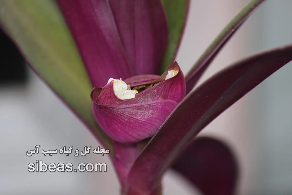 گیاه چیپیلین 1 گیاه چیپیلین | سیب آس