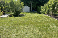 Lawn-growing-2