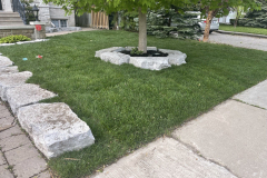 Lawn-growing-4