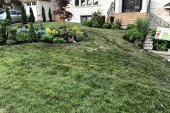 Lawn-growing-5