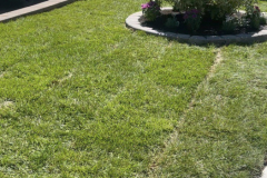 Lawn-growing-8