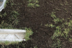 Lawn-growing-9