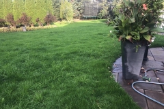 Lawn-growing-and-maintenance-3