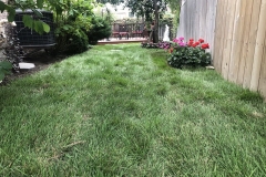 Lawn-growing-and-maintenance-5