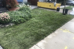 Lawn-growing-and-maintenance-7