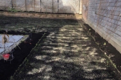 Lawn-growing-and-maintenance-9