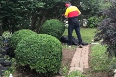 1_ace-gardener-10