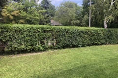 Pruning-of-trees-and-shrubs-3