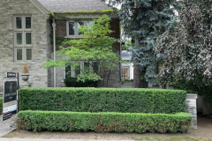 Pruning-of-trees-and-shrubs-5