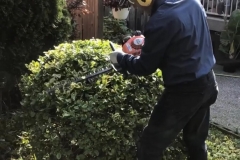 ace-gardener-1