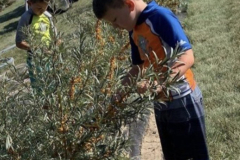 Sea-buckthorn-15